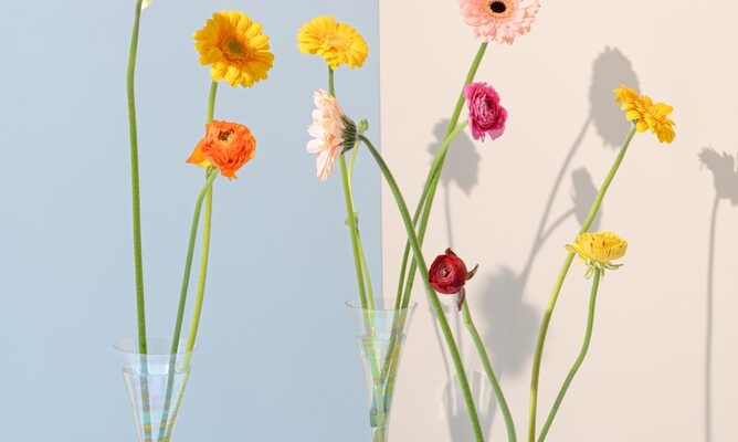 Beautiful,Flowers,In,A,Vase,Against,A,Blue,And,Cream